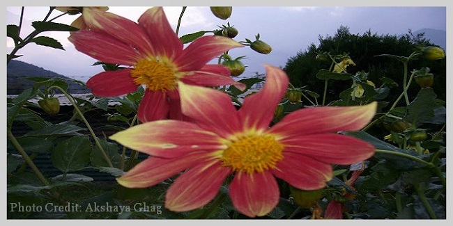 Valley of flowers.jpg